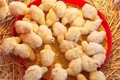 5% Premix Maka Chicks Breeder Broiler